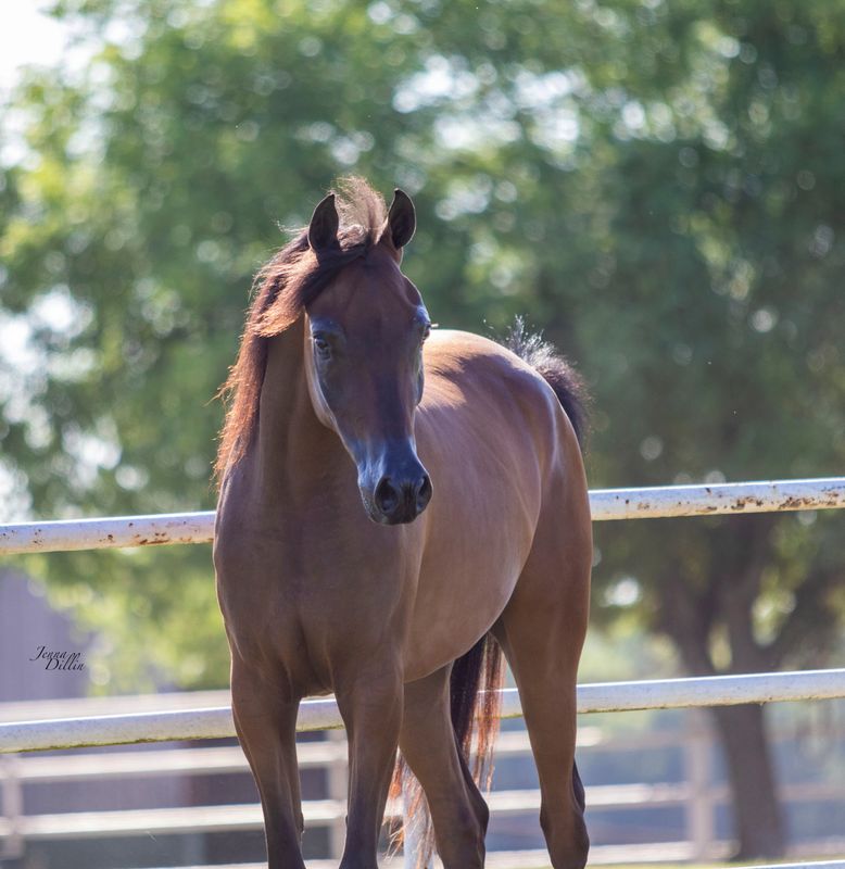Purebred Gelding Sales